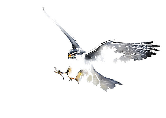 PSD 한마리 날개 일러스트 캘리그라피 조류 붓터치 사람없음 비행 번짐 매_조류 국내일러스트 동물 1 파일형식 효과