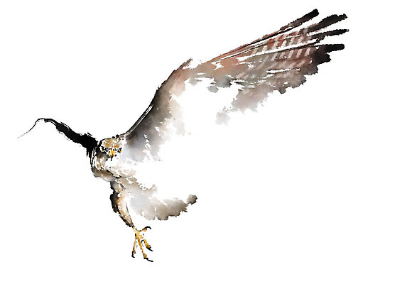 PSD 한마리 날개 일러스트 캘리그라피 조류 붓터치 사람없음 비행 번짐 매_조류 국내일러스트 동물 1 파일형식 효과