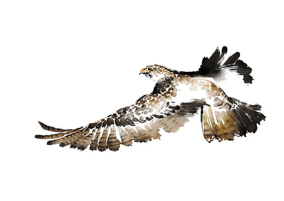 PSD 한마리 날개 일러스트 캘리그라피 조류 붓터치 사람없음 비행 번짐 매_조류 국내일러스트 동물 1 파일형식 효과