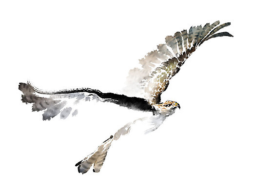 PSD 한마리 날개 일러스트 캘리그라피 조류 붓터치 사람없음 비행 번짐 매_조류 국내일러스트 동물 1 파일형식 효과