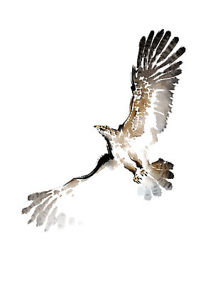 PSD 한마리 날개 일러스트 캘리그라피 조류 붓터치 사람없음 비행 번짐 매_조류 국내일러스트 동물 1 파일형식 효과