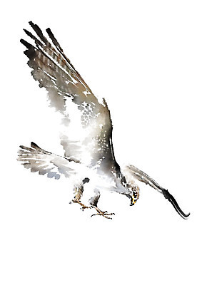 PSD 한마리 날개 일러스트 캘리그라피 조류 붓터치 사람없음 비행 번짐 매_조류 국내일러스트 동물 1 파일형식 효과