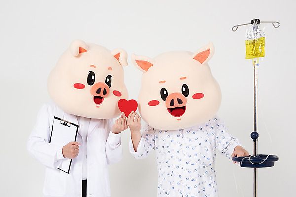 포토 JPG 스튜디오촬영 남자 함께함 실내 병원 사랑 들기 사람 상반신 20대 성인 두명 앞모습 고통 한국인 환자 의사 하트 돼지띠 돼지 수술 질병 링거 흰배경 돼지캐릭터 환자복 동물탈 인형탈 입원 재활 성인남자만 기해년 아프리카돼지열병 국내포토 모양 옷 감정 뷰포인트 동물캐릭터 백그라운드 컨셉 포유류 의학 의료기기 모션 동양인 청년 내부 치료 의료진 흰색 십이지신 탈 남자만 성인만 파일형식 2019년 돼지전염병