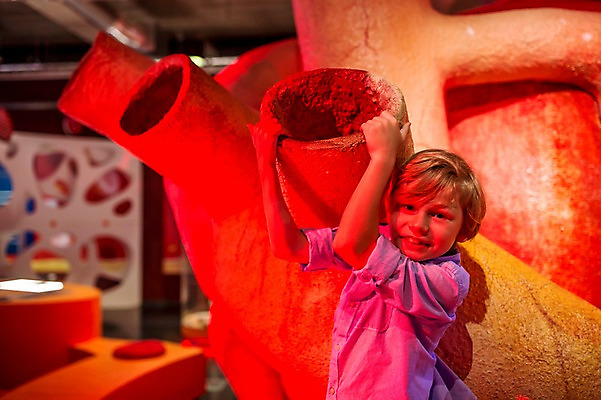 포토 JPG 서양인 외국인 어린이교육 교육 남자 초등학생 어린이 과학 의학 실내 한명 사람 상반신 옆모습 10대 모형 만지기 심장 잡기 체험학습 체험 장기 즐거움 호기심 박물관 체코 놀이체험 대형 심장모형 소년한명만 국내포토 1 학생 감정 유럽 뷰포인트 컨셉 신체 모션 청소년 인종 내부 장기_의학 남자한명만 소년만 파일형식