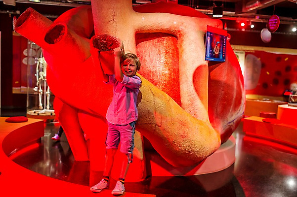 포토 JPG 전신 서양인 외국인 어린이교육 교육 남자 초등학생 어린이 실내 한명 미소 사람 앞모습 10대 만지기 심장 잡기 체험학습 체험 즐거움 호기심 박물관 체코 놀이체험 대형 심장모형 소년한명만 국내포토 1 학생 감정 유럽 뷰포인트 컨셉 모션 청소년 표정 인종 내부 모형 장기_의학 남자한명만 소년만 파일형식