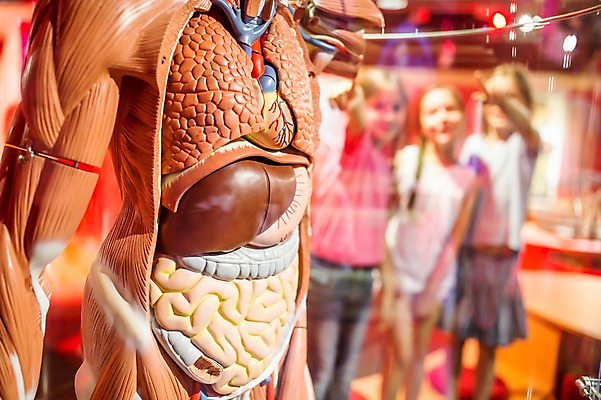 포토 JPG 서양인 외국인 응시 여자 어린이교육 교육 초등학생 어린이 과학 신체 의학 인체모형 실내 사람 상반신 앞모습 아웃포커스 10대 세명 친구 모형 놀람 가리킴 체험학습 체험 장기 호기심 박물관 체코 놀이체험 소녀만 국내포토 학생 시선 감정 유럽 뷰포인트 컨셉 관계 청소년 촬영기법 표정 인종 손짓 내부 여자만 어린이만 파일형식