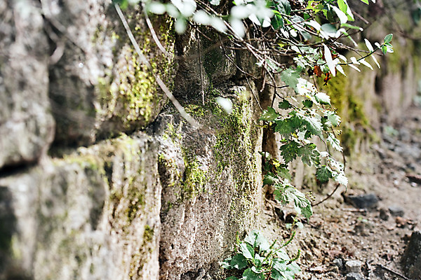 포토 JPG 주간 식물 서울 사람없음 야외 아웃포커스 돌_바위 담쟁이덩굴 남산 국내여행 돌담길 국내포토 자연요소 길 여행 한국 돌담 촬영기법 덩굴 랜드마크 파일형식