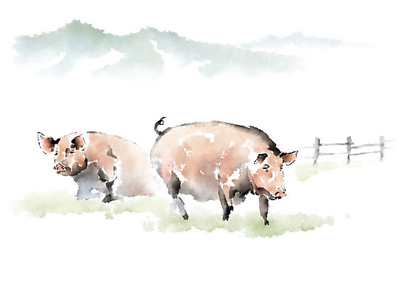 PSD 두마리 일러스트 캘리그라피 붓터치 산 사람없음 울타리 돼지 언덕 번짐 국내일러스트 2 포유류 담장 파일형식 효과