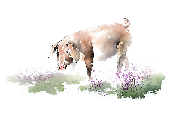 PSD 한마리 꽃밭 일러스트 캘리그라피 붓터치 사람없음 돼지 언덕 번짐 국내일러스트 1 꽃 포유류 파일형식 효과
