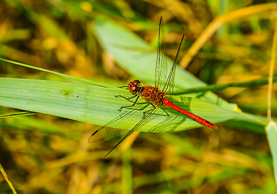 포토 JPG 해외이미지 남자 유럽 얼굴 곤충 백그라운드 신체 날개 자연 불 종류 성인 사람없음 빨간색 컬러풀 머리 활발 벌레 잠자리 난방기 묘사 강렬 해외포토 자연요소 동물 나라 컬러 컨셉 사람 신체부위 생태계 난방용품 파일형식 이미지허브