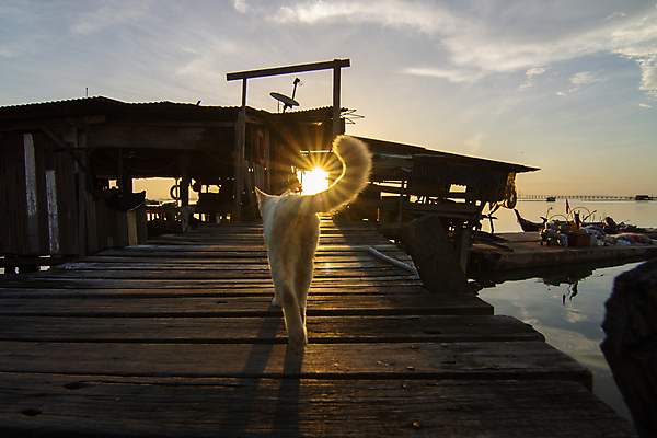 포토 JPG 해외이미지 동물 바다 여행 포즈 포유류 자연 주택 털 그림자 풍경 사람없음 반려동물 태양 걷기 고양이 산책 흰색 저녁 작음 혼자 해외포토 자연요소 컬러 모션 휴식 건물 야간 크기 생태계 파일형식 이미지허브