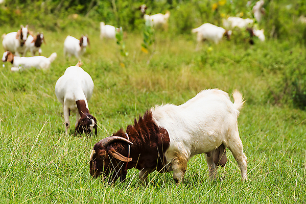 포토 JPG 해외이미지 동물 행복 백그라운드 밭 농업 포유류 태국 자연 염소 사람없음 야외 초록색 컬러풀 농장 농경지 걷기 마을 환경 가축 목장 농촌 시골 신선 그룹 양치기 군중 방목 땅 먹기 내추럴 밭일 수유 찰과상 해외포토 직업 감정 산업 아시아 컬러 모션 사람 축산업 상처 생태계 파일형식 이미지허브