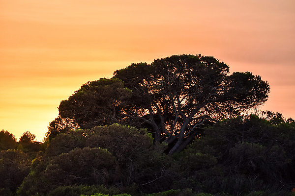 포토 JPG 해외이미지 나무 식물 실루엣 유럽 지구 여행 패턴 밭 오렌지 자연 하늘 아침 추상 조개 휴식 따뜻함 풍경 사람없음 야외 장식 가로 초록색 여름 빛 컬러풀 태양 평화 일출 환경 어둠 황혼 일몰 새벽 시골 저녁 숲 포르투갈 장면 빛망울 내추럴 수평선 해외포토 주간 자연요소 계절 나라 컬러 컨셉 무늬 농업 과일 어패류 촬영기법 노을 야간 생태계 파일형식 이미지허브