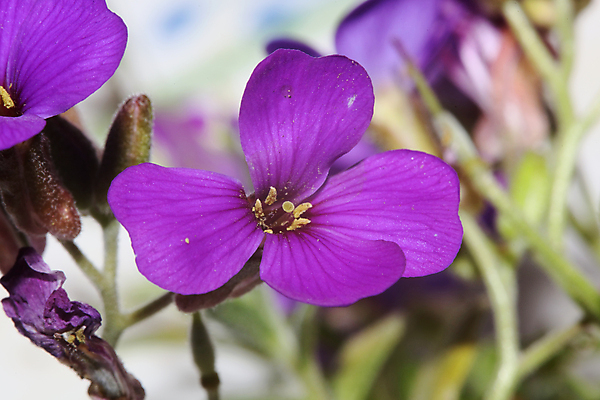 포토 JPG 해외이미지 나무 식물 구름 계절 꽃 꽃무늬 밭 농업 자연 하늘 풍경 사람없음 야외 초록색 여름 파란색 햇빛 태양 농장 노란색 정원 맑음 봄 벚꽃 흰색 시골 신선 숲 땅 허브 데이지 장면 내추럴 캐모마일 평야 해외포토 자연요소 산업 컬러 무늬 날씨 생태계 파일형식 이미지허브