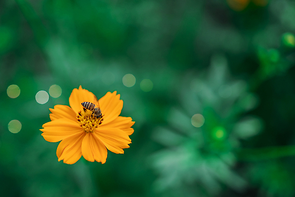 포토 JPG 해외이미지 식물 디자인 계절 꽃잎 꽃 행복 분홍색 백그라운드 잎 꽃무늬 밭 일러스트 텍스트 자연 벽지 추상 휴가 사람없음 야외 장식 초록색 파란색 빛 컬러풀 라벨 정원 보라색 봄 활발 벚꽃 흰색 축하 인사 신용카드 개화 질감 엽서 부드러움 라벤더 내추럴 블러 해외포토 감정 컬러 컨셉 무늬 농업 프레임 금융 예절 감각 편지 허브 생태계 파일형식 이미지허브