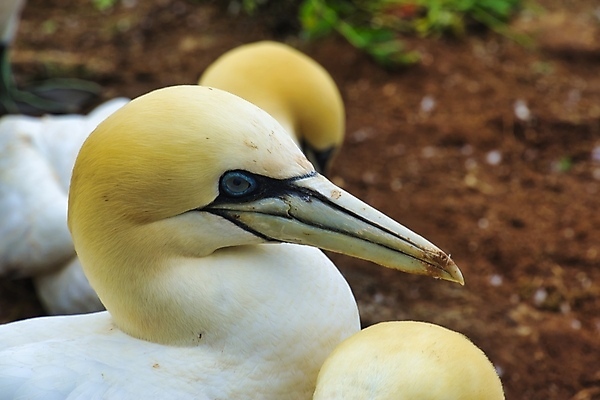 포토 JPG 해외이미지 동물 커플 야생동물 바다 자연 조류 풍경 사람없음 야외 물 여름 노란색 맑음 흰색 둥지 북쪽 내추럴 식민지 해외포토 자연요소 계절 컬러 관계 날씨 방향 생태계 파일형식 이미지허브