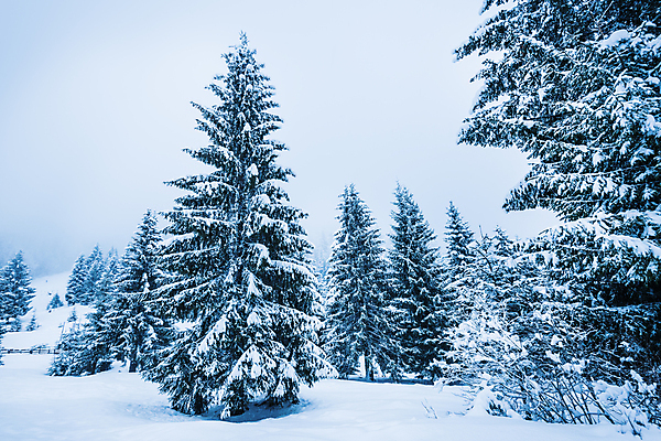 포토 JPG 해외이미지 나무 계절 유럽 여행 겨울 자연 날씨 휴가 산 파노라마 풍경 사람없음 야외 환경 계곡 냉동 얼음 하이킹 추위 흰색 시골 숲 큼 서리 북쪽 전나무 내추럴 산악지대 절정 제설기 폭설 눈내림 해외포토 자연요소 식물 나라 컬러 레저 눈_날씨 촬영기법 크기 자연재해 방향 생태계 제설 파일형식 이미지허브