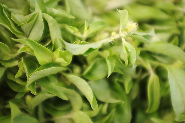 포토 JPG 해외이미지 식물 음식 백그라운드 잎 농업 다이어트 재료 자연 프레임 파슬리 건강 요리 사람없음 초록색 물 정원 신선 닫기 맛 먹기 허브 가득함 향신료 묘사 유기농 날것 향 바질 내추럴 바이오 해외포토 자연요소 웰빙 산업 컬러 컨셉 채소 모션 생태계 향미료 파일형식 이미지허브