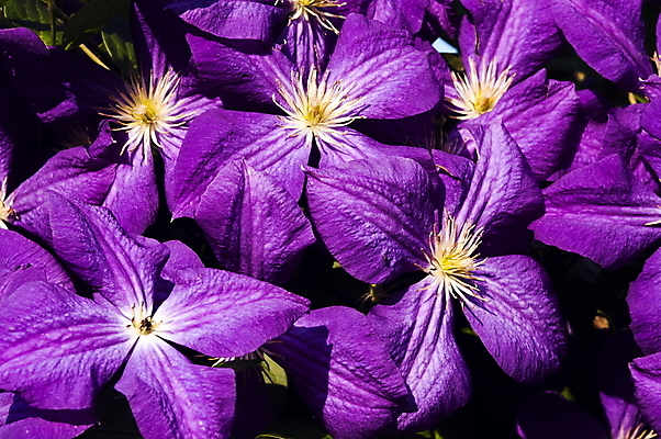 포토 JPG 해외이미지 식물 디자인 계절 꽃잎 꽃 줄기 백그라운드 꽃무늬 자연 휴가 사람없음 정원 보라색 봄 벚꽃 개화 우아함 닫기 다발 제비꽃 원예 부드러움 내추럴 꽃수술 비올라 해외포토 컬러 컨셉 무늬 모션 취미 감각 생태계 파일형식 찰현악기 이미지허브