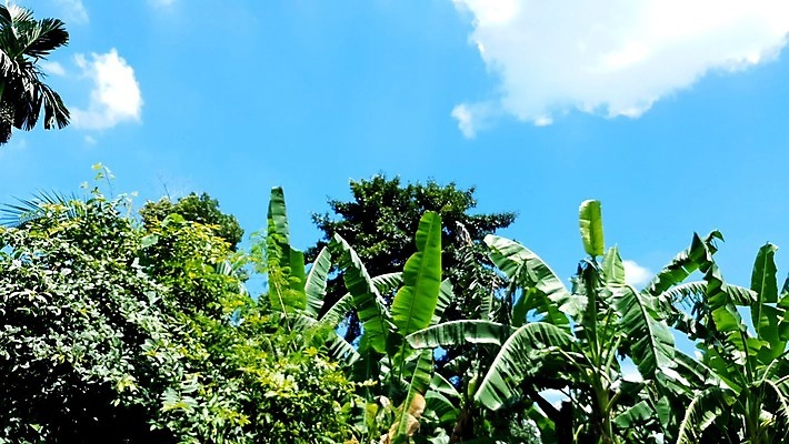 포토 JPG 해외이미지 나무 식물 잎 자연 하늘 휴식 바나나 손바닥 풍경 사람없음 가로 초록색 여름 햇빛 농장 맑음 활발 젖음 사막 수확 성장 중앙 숲 큼 순수 생태계 에콰도르 동쪽 스카이라인 내추럴 강렬 밭일 이국적 파라다이스 해외포토 손 계절 컬러 컨셉 농업 과일 날씨 태양 남아메리카 크기 방향 파일형식 이미지허브