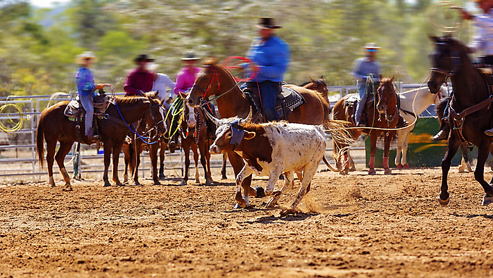 포토 JPG 해외이미지 동물 전통 밧줄 스포츠 포즈 모션 사람없음 컬러풀 달리기 맑음 사진촬영 가축 경기장 목장 잡기 거친 소 승마 카우보이 호주 승차 소프트포커스 속도 황소 슛 로데오 송아지 과속 라이더 블러 서쪽 해외포토 줄 새끼 컬러 포유류 스포츠시설 날씨 촬영기법 촬영 오세아니아 방향 파일형식 이미지허브