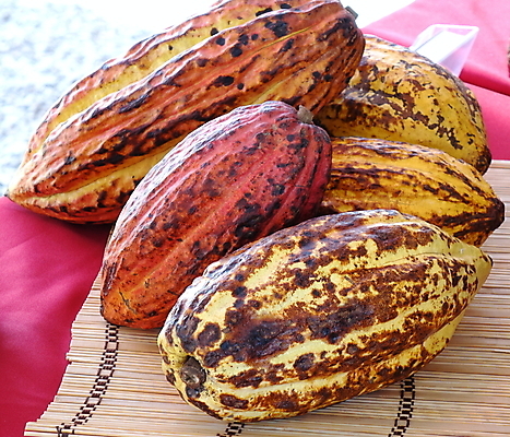 포토 JPG 해외이미지 줄기 농업 과일 콩 씨앗 사람없음 빨간색 농작물 노란색 초콜릿 유기농 날것 코코아 해외포토 식물 웰빙 산업 음료 컬러 디저트 곡류 파일형식 이미지허브