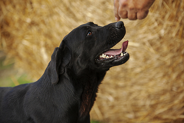 포토 JPG 해외이미지 동물 1 응시 여자 행복 얼굴 새끼 백그라운드 포유류 자연 털 실험 앉기 사람없음 야외 반려동물 갈색 노란색 머리 검은색 우정 흰색 아기 황금 개 리트리버 달콤 강아지 작음 래브라도리트리버 송곳니 고립 기르기 유래 해외포토 시선 감정 컬러 모션 사람 신체부위 친구 맛 치아 크기 생태계 돌봄 파일형식 이미지허브