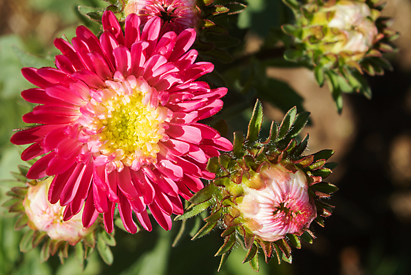 포토 JPG 해외이미지 식물 디자인 꽃잎 꽃 꽃다발 잎 꽃무늬 패턴 자연 휴식 국화 사람없음 장식 빨간색 초록색 여름 컬러풀 귀여움 정원 봄 벚꽃 가을 흰색 나뭇가지 신선 닫기 달콤 내추럴 해외포토 나무 계절 컬러 컨셉 무늬 모션 맛 생태계 파일형식 이미지허브