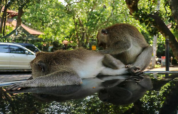 포토 JPG 해외이미지 나무 동물 공원 여자 아시아 얼굴 야생동물 포유류 가족 모션 자동차 자연 놀이 지붕 산 사람없음 갈색 점프 원숭이 관찰 보호 숲 싸움 발리 인도네시아 유인원 보호구역 해외포토 식물 공공시설 나라 육상교통 컬러 섬 컨셉 관계 사람 신체부위 생태계 구역 파일형식 이미지허브
