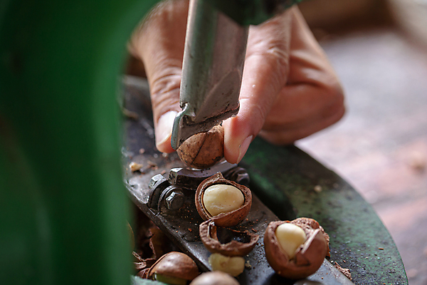 포토 JPG 해외이미지 손 실내 근접촬영 아웃포커스 신체부위 기계 껍질 잡기 소프트포커스 깨짐 마카다미아 해외포토 뷰포인트 컨셉 모션 촬영기법 사람 내부 견과류 파일형식 이미지허브