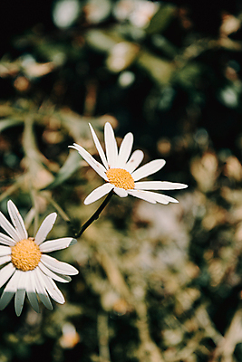 포토 JPG 해외이미지 주간 꽃 자연 휴식 풍경 잔디 사람없음 야외 평화 경관 해외포토 자연요소 식물 컨셉 생태계 파일형식 이미지허브