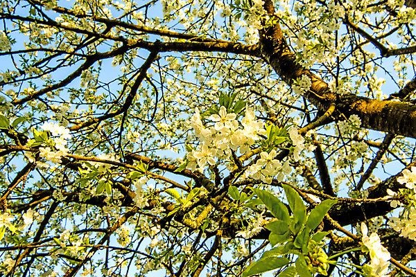 포토 JPG 해외이미지 나무 식물 계절 꽃 자연 하늘 사람없음 파란색 빛 컬러풀 맑음 봄 벚꽃 흰색 체리 관목 심볼 처음 해외포토 컬러 과일 날씨 생태계 파일형식 이미지허브