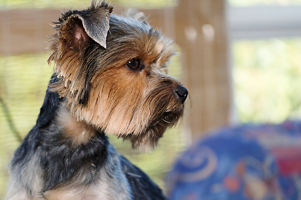 포토 JPG 해외이미지 실내 사람없음 아웃포커스 반려동물 개 요크셔테리어 돌봄 애견미용 해외포토 동물 포유류 모션 촬영기법 내부 뷰티 테리어 파일형식 이미지허브