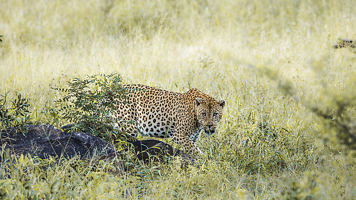 포토 JPG 해외이미지 동물 야생동물 포유류 모션 아프리카 자연 파노라마 국립공원 풍경 사람없음 옆모습 걷기 고양이 황무지 보호 사파리 육식동물 표범 남아프리카 보츠와나 보호구역 사바나 해외포토 멸종위기종 공원 나라 뷰포인트 컨셉 촬영기법 반려동물 생태계 구역 파일형식 이미지허브