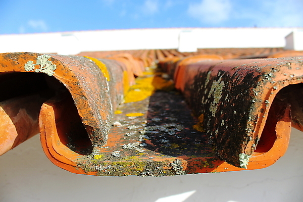 포토 JPG 해외이미지 나무 백그라운드 오렌지 하늘 지붕 생물 이끼 사람없음 야외 빨간색 파란색 노란색 옥상 배열 타일 묘사 질감 내추럴 특별함 해외포토 식물 컬러 컨셉 과일 파일형식 이미지허브