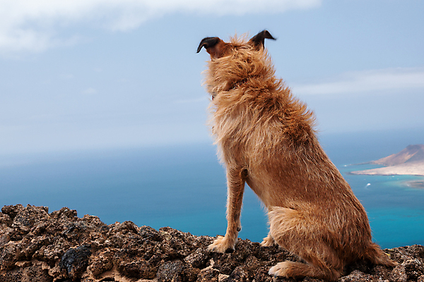 포토 JPG 해외이미지 백인 구름 행복 유럽 바다 섬 여행 배낭 자연 휴가 휴식 안테나 파노라마 풍경 사람없음 여름 여행객 자유 스페인 개 화산 대서양 마스코트 터키석 수평선 해외포토 자연요소 서양인 계절 감정 나라 컨셉 가방 통신 포유류 산 촬영기법 사람 보석 생태계 파일형식 이미지허브