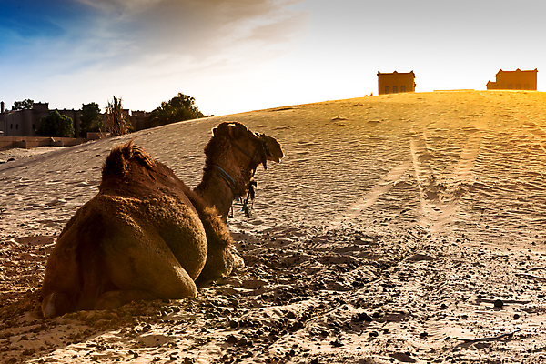 포토 JPG 해외이미지 모래 여행 백그라운드 오렌지 아프리카 자연 하늘 건조 풍경 사람없음 야외 노란색 일몰 사막 뜨거움 모래언덕 언덕 낙타 모로코 사하라 아랍어 카라반 해외포토 나라 컬러 과일 포유류 노을 생태계 캠핑카 파일형식 이미지허브