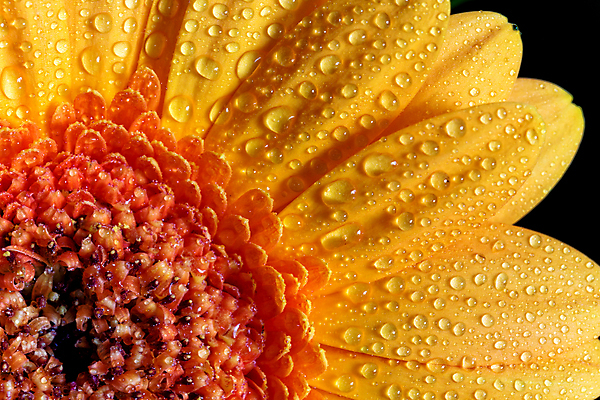 포토 JPG 해외이미지 식물 1 계절 꽃잎 꽃 줄기 분홍색 꽃무늬 오렌지 자연 사람없음 장식 빨간색 물 여름 컬러풀 노란색 머리 정원 검은색 봄 젖음 벚꽃 신선 개화 떨어짐 묘사 싱글 데이지 거베라 내추럴 고립 해외포토 자연요소 컬러 컨셉 무늬 과일 신체부위 생태계 파일형식 이미지허브