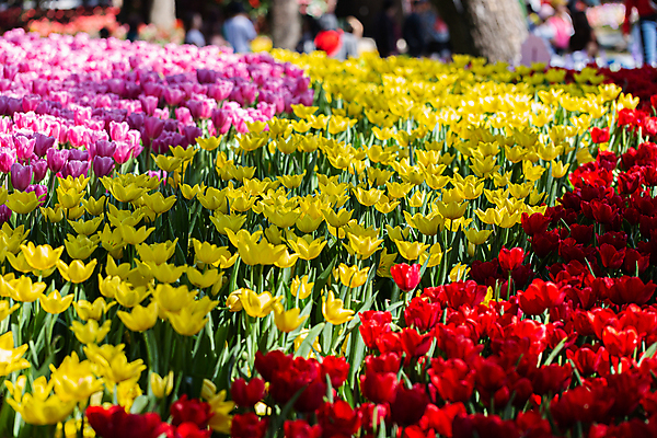 포토 JPG 해외이미지 식물 디자인 배너 공원 꽃 줄기 분홍색 꽃다발 백그라운드 꽃무늬 패턴 비즈니스 자연 하늘 풍경 사람없음 빨간색 초록색 여름 파란색 세트 컬러풀 햇빛 노란색 정원 보라색 봄 활발 튤립 성장 벚꽃 흰색 닫기 5월 엽서 문학 5 내추럴 해외포토 계절 공공시설 컬러 컨셉 무늬 모션 태양 숫자 날짜 편지 생태계 파일형식 이미지허브