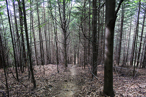 포토 JPG 해외이미지 나무 식물 계절 길 여행 잎 자국 자연 산 풍경 사람없음 야외 여름 평화 걷기 환경 어둠 산책 하이킹 나뭇가지 시골 황무지 숲 오솔길 땅 보스니아 삼림지대 해외포토 컨셉 모션 레저 휴식 생태계 파일형식 이미지허브