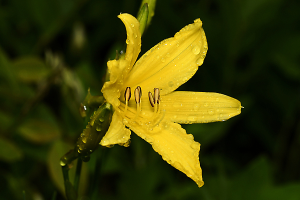 포토 JPG 해외이미지 식물 꽃잎 꽃 줄기 자연 사람없음 그리너리 해외포토 생태계 파일형식 트랜드컬러 이미지허브