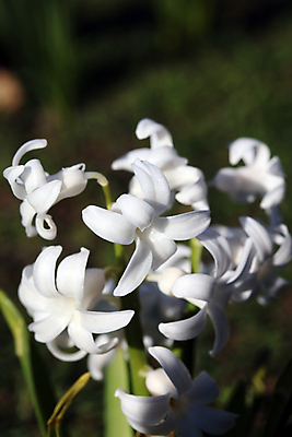 포토 JPG 해외이미지 식물 접시 계절 꽃 화분 잎 꽃무늬 농업 전구 자연 부활절 이끼 사람없음 장식 초록색 여름 파란색 노란색 정원 보라색 봄 성장 벚꽃 인사 신선 업무 개화 원예 데이지 화단 부드러움 내추럴 심기 히아신스 해외포토 식기 기념일 산업 컬러 무늬 모션 취미 예절 작업 감각 생태계 파일형식 이미지허브