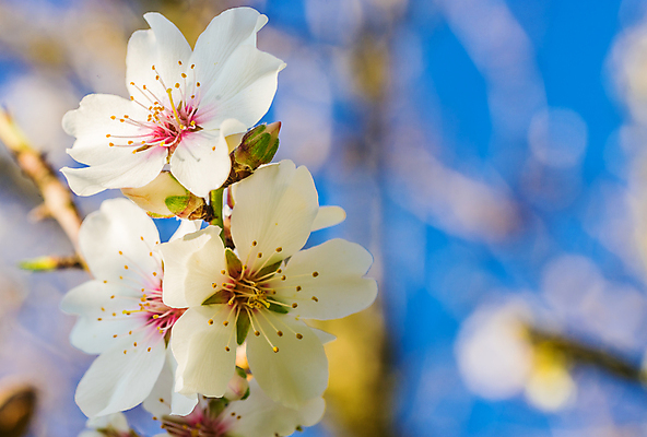 포토 JPG 해외이미지 나무 식물 계절 꽃잎 꽃 음식 백그라운드 잎 농업 자연 하늘 사람없음 야외 가로 파란색 햇빛 태양 농장 정원 맑음 봄 성장 벚꽃 흰색 나뭇가지 과수원 원예 아몬드 해외포토 자연요소 산업 컬러 날씨 취미 견과류 생태계 파일형식 이미지허브