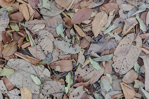 포토 JPG 해외이미지 나무 식물 계절 공원 백그라운드 잎 패턴 자연 벽지 건조 사람없음 야외 컬러풀 갈색 노란색 가을 죽음 숲 질감 내추럴 땅바닥 해외포토 공공시설 컬러 무늬 바닥 생태계 파일형식 이미지허브