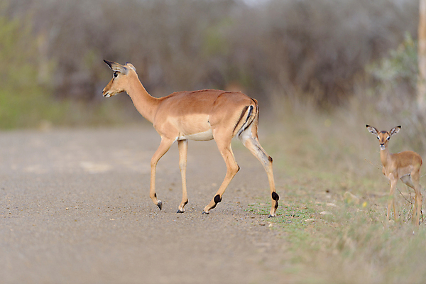 포토 JPG 해외이미지 동물 계절 공원 여자 남자 호수 야생동물 여행 포유류 아프리카 자연 초식동물 뿔 국립공원 풍경 사람없음 관광지 갈색 게임 입 황무지 사파리 귀 영양 케냐 가젤 마사이족 해외포토 공공시설 나라 컬러 놀이 사람 신체부위 생태계 파일형식 이미지허브