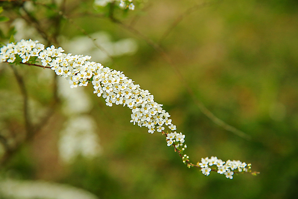포토 JPG 해외이미지 식물 디자인 계절 공원 꽃잎 꽃 백그라운드 잎 꽃무늬 자연 부활절 함께함 사람없음 야외 장식 초록색 갈색 정원 일본 어둠 봄 성장 흰색 나뭇가지 시골 개화 작음 관목 원예 내추럴 해외포토 나무 공공시설 기념일 아시아 컬러 컨셉 무늬 취미 크기 생태계 파일형식 이미지허브