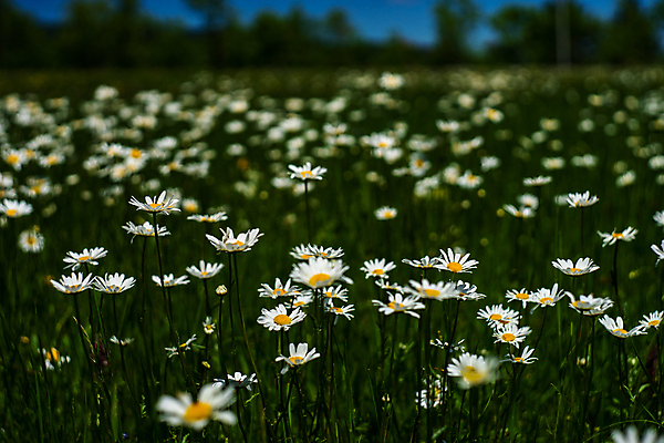 포토 JPG 해외이미지 식물 디자인 계절 공원 꽃잎 꽃 줄기 백그라운드 잎 밭 자연 추상 건강 사람없음 야외 초록색 약 농장 새싹 맑음 봄 성장 벚꽃 흰색 시골 그룹 허브 심볼 묘사 에코 데이지 내추럴 모종 밭일 처음 캐모마일 해외포토 공공시설 컬러 무늬 농업 의학 날씨 환경 생태계 파일형식 이미지허브
