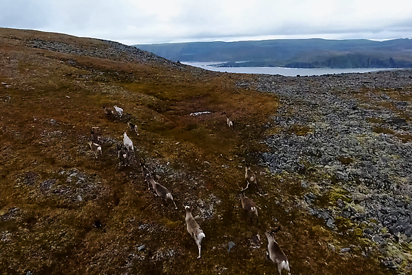 포토 JPG 해외이미지 식물 동물 야생동물 포유류 자연 휴가 사슴 산 뿔 아이슬란드 이끼 풍경 사람없음 야외 물 갈색 검은색 흰색 시골 황무지 군중 숲 큼 북극 언덕 사냥 북쪽 동쪽 내추럴 순록 스칸디나비아 전국 눈내림 해외포토 자연요소 유럽 컬러 눈_날씨 사람 크기 극지방 방향 생태계 파일형식 이미지허브
