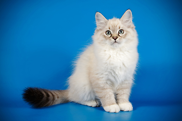 포토 JPG 해외이미지 한마리 사람없음 파란색 반려동물 고양이 네바마스커레이드 해외포토 동물 1 컬러 포유류 파일형식 이미지허브