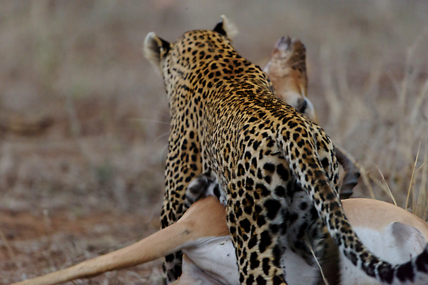 포토 JPG 해외이미지 주간 한마리 야생동물 두마리 자연 사람없음 야외 아웃포커스 사냥 맹수 표범 가젤 남아프리카 보츠와나 해외포토 자연요소 동물 1 2 포유류 아프리카 촬영기법 생태계 파일형식 이미지허브